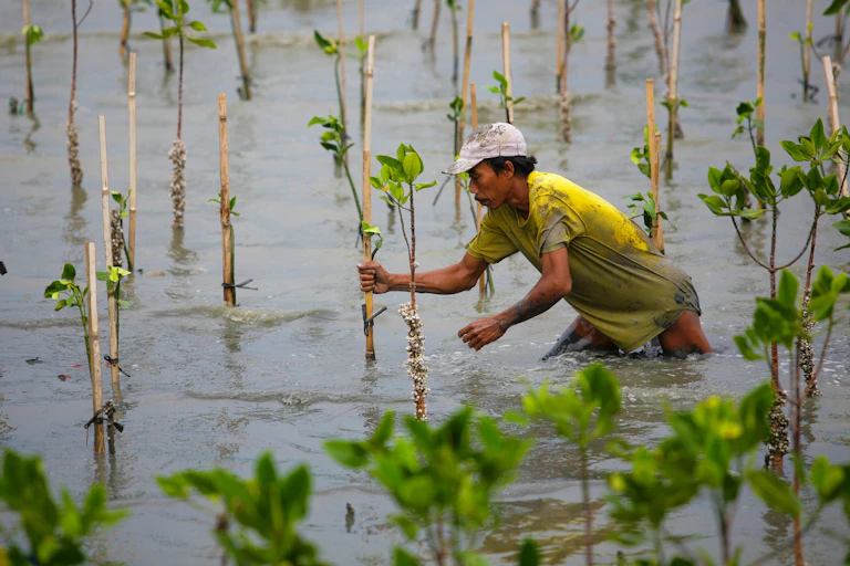 A person plants a mangrove tree surrounded by saplings at high tide.