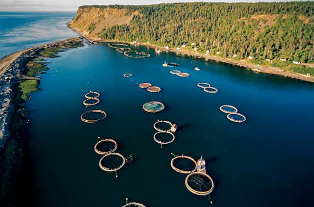 Aerial view of round fish pens off a heavily treed coast.