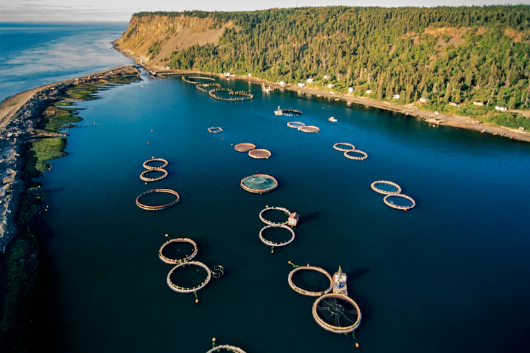 Aerial view of round fish pens off a heavily treed coast.