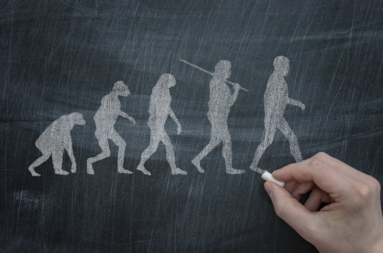 A chalk drawing of monkey to human evolution