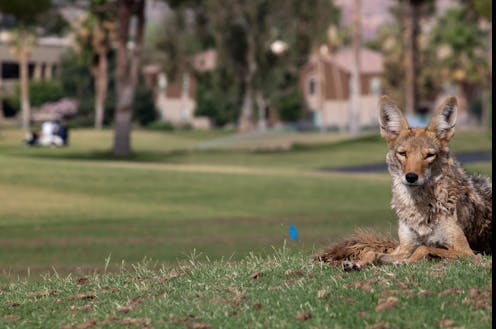 Coyotes are here to stay in North American cities – here's how to appreciate them from a distance