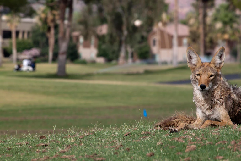 A coyote lies on a green field with buildings and a golf cart in the background.