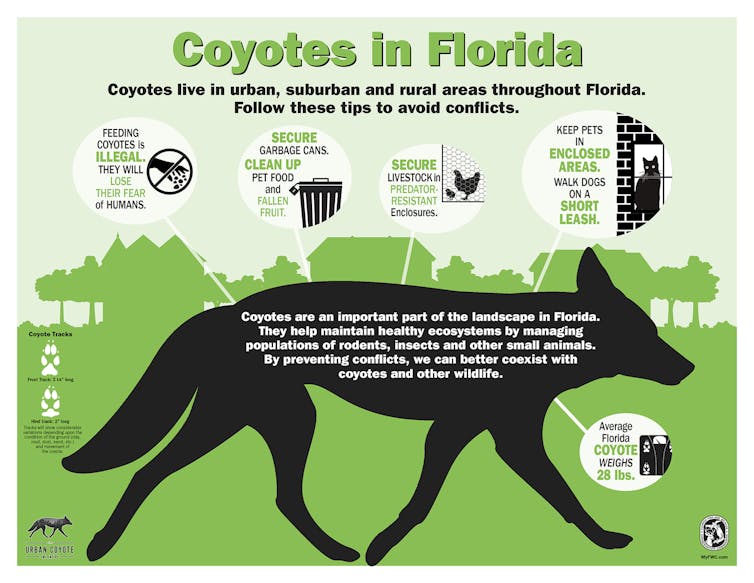 Graphic explaining how to behave around urban coyotes