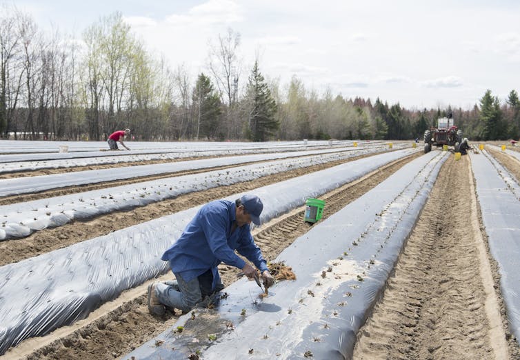 A man works in a farmer's field among rows of seedlings. A tractor is in the background.