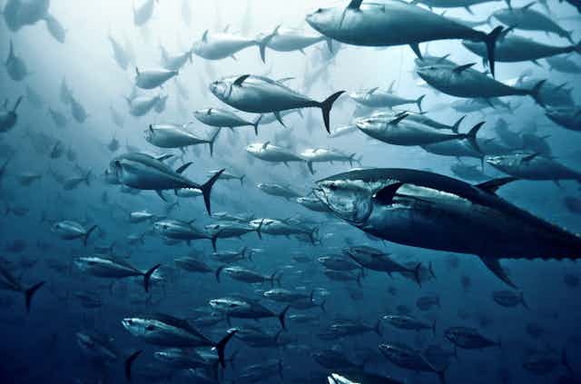 Swimming in dark blue waters, a school of tuna glide by.