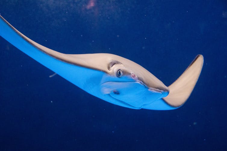 With its unusual look -- a pancake with wings -- a stingray swims in the ocean.