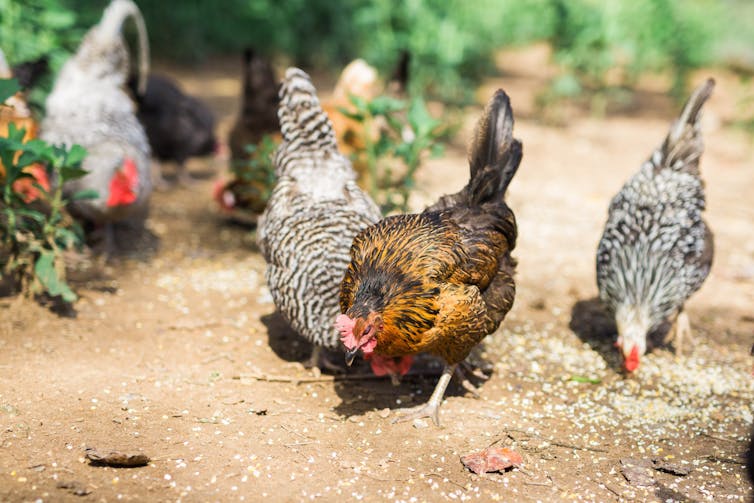 chickens scratching in the dirt