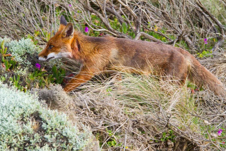 Fox in wild