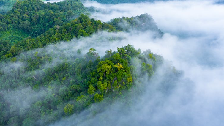 An aerial view of morning mist over a rainforest.