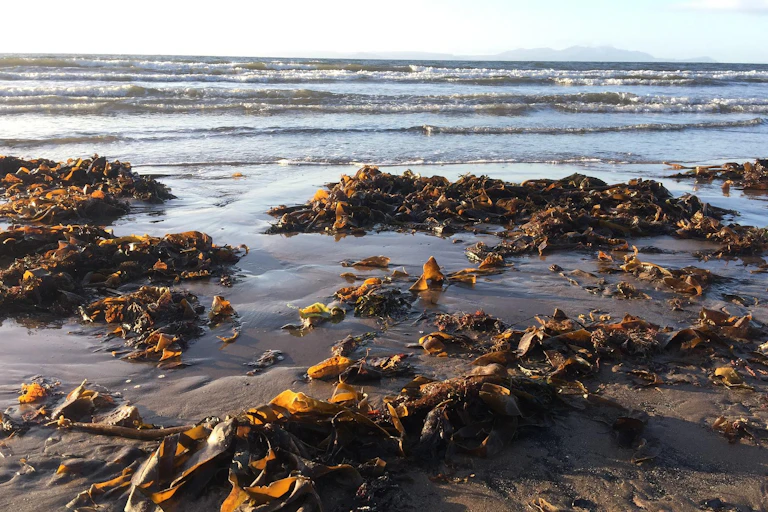Seweed on the shoreline.