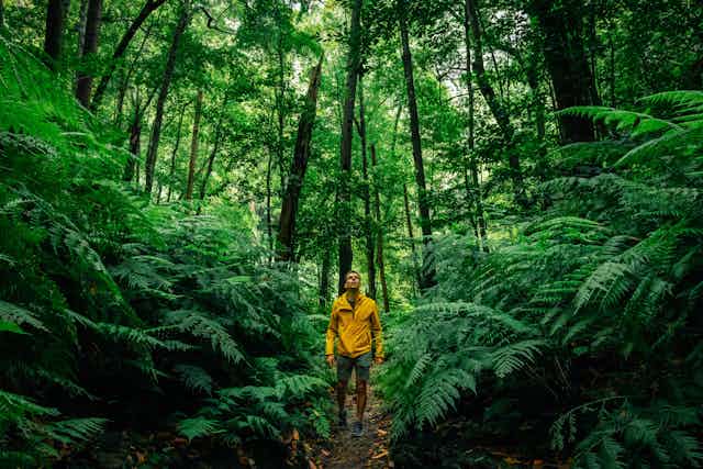 Hiker with yellow coat walking in the deep forest.
