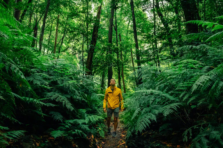 Hiker with yellow coat walking in the deep forest.