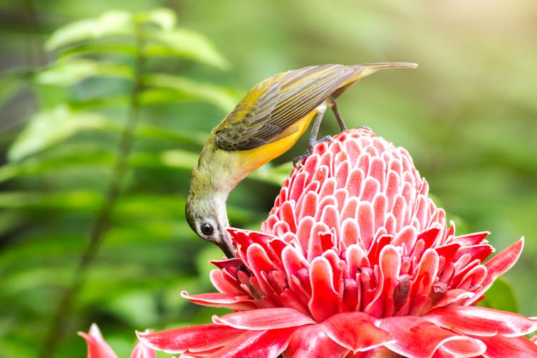 Yellow, brown and green bird perching on a red flower.