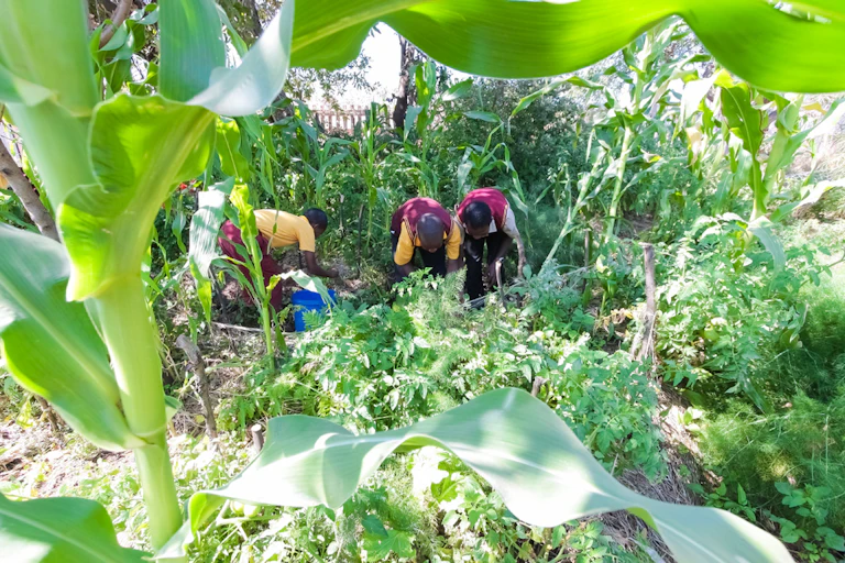Children in school uniform working on a small food farm.