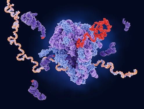 Helping cells become better protein factories could improve gene therapies and other treatments – a new technique shows how