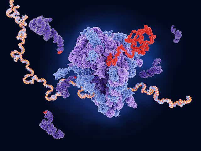 Illustration of a ribosome producing a protein from mRNA