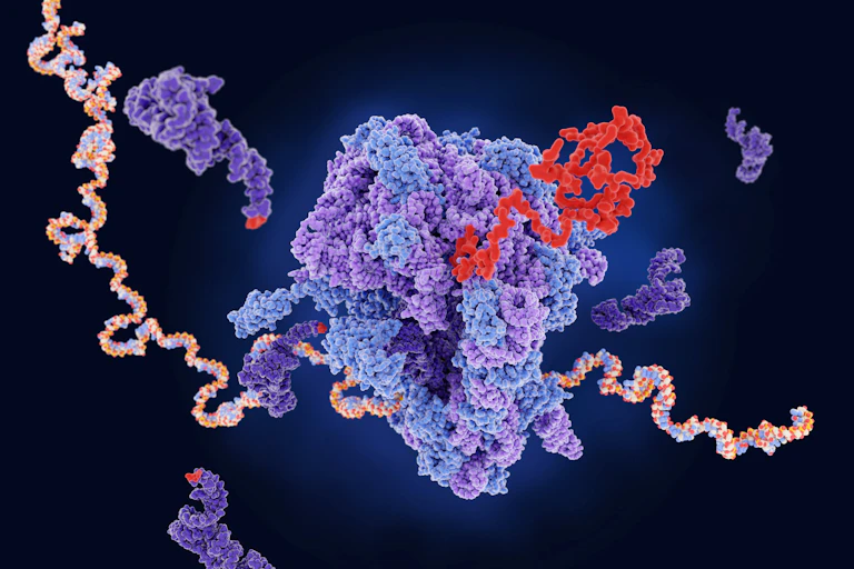 Illustration of a ribosome producing a protein from mRNA