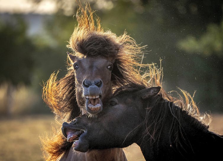 Two Icelandic horses playing. Their eyes are wide and their lips are peeled back, revealing their teeth.