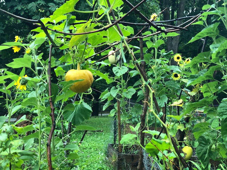 A squash and sunflowers seen growing.