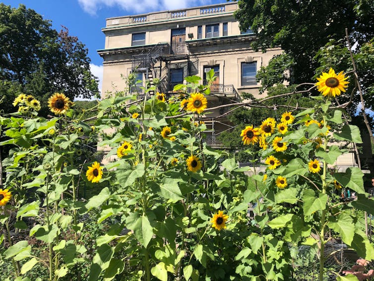Sunflowers seen growing in front of an apartment.