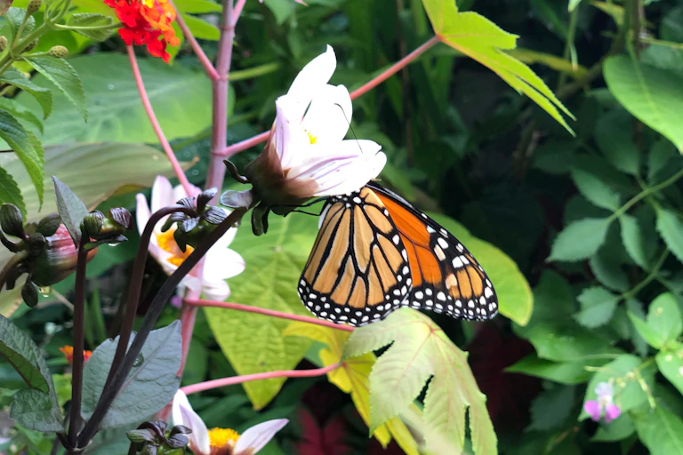 A butterfly seen on a flower.