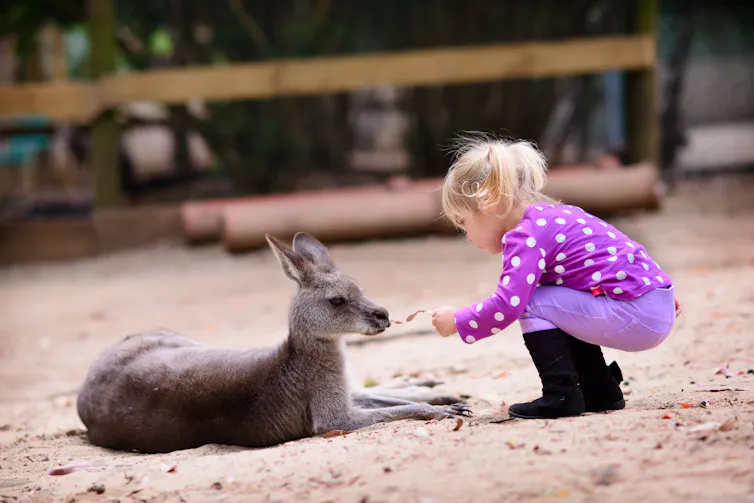 A small child feeds a kangaroo lying on the ground.