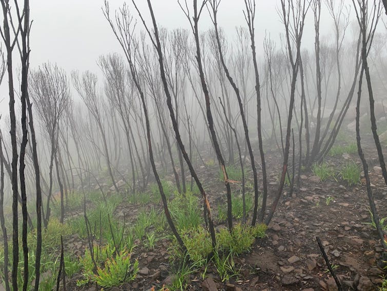 green grass springs from blackened landscape