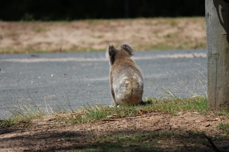 Koala facing road