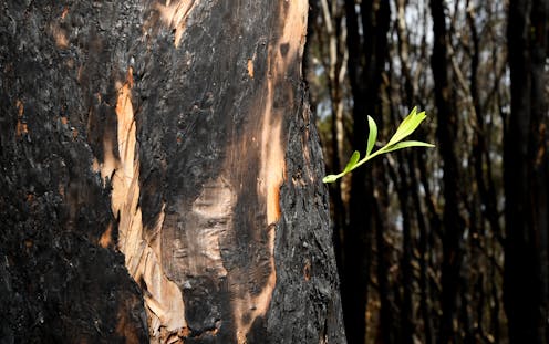 destruction of nature takes a toll on the human psyche. Here's one way to cope