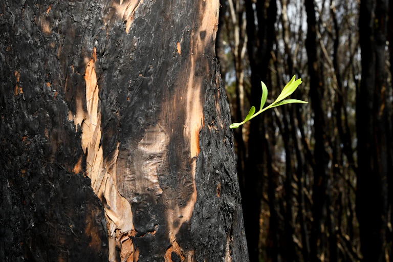 green shoot sprouts from burnt trunk