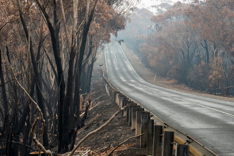 Burnt trees beside a road