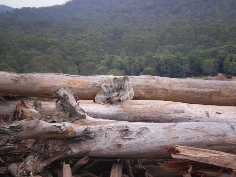 two koalas huddle on felled trees