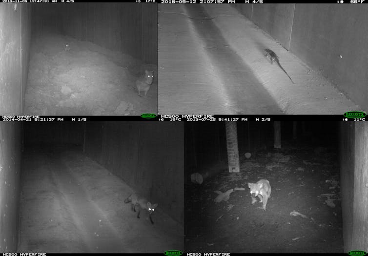 wildlife camera