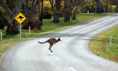 highway underpasses for wildlife actually work