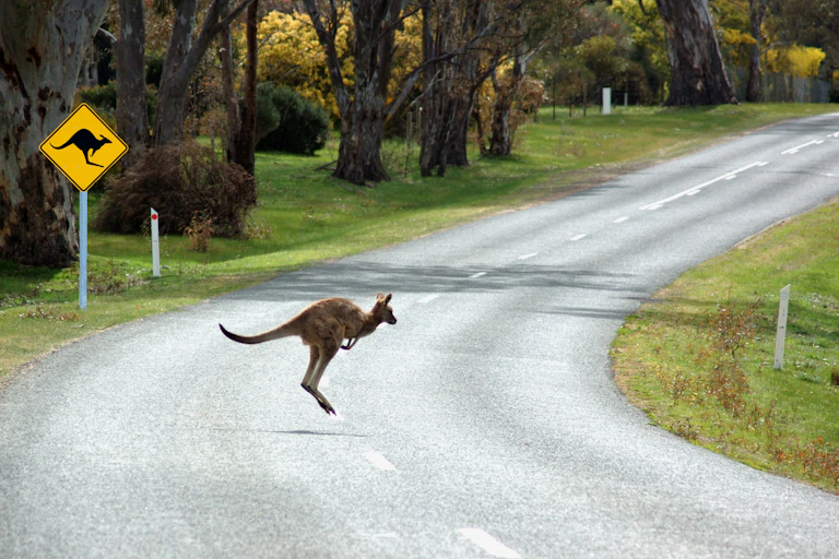 eastern grey crossing road