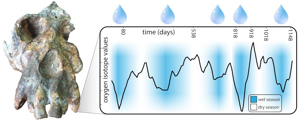 Revelations from 17-million-year-old ape teeth could lead to new ...
