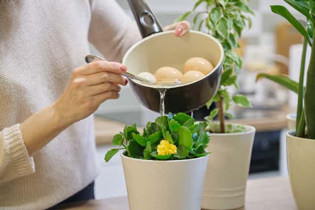 A person pouring water from a pain used to boil eggs onto a potted plant.
