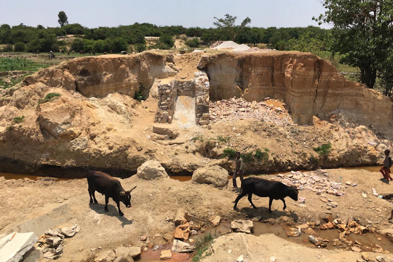 Cows on dry land.