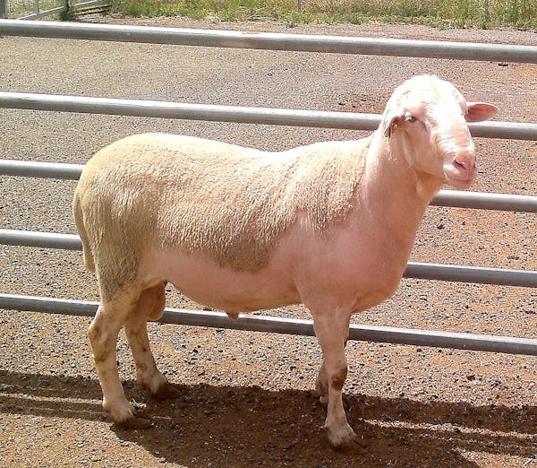 Ni carne roja ni blanca: ¿sabías que la carne rosa también existe? 10 Merca2.es Beneficios del ternasco de Aragón para la comunidad