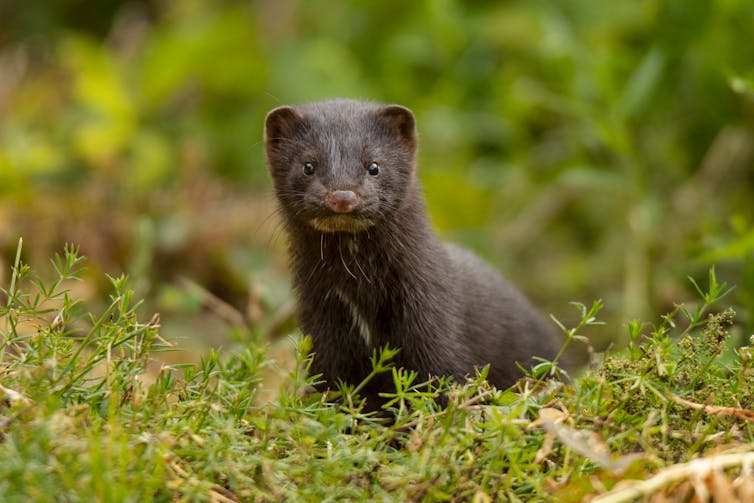 A mink in the wild.