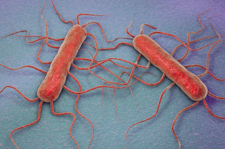 Illustration of red-orange rod-shaped Listeria bacteria.