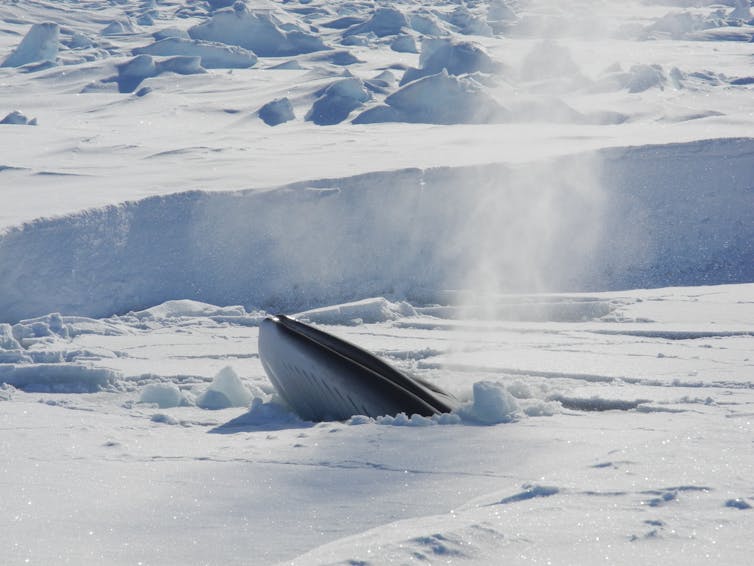 Minke whale surfacing through ice in Antarctica