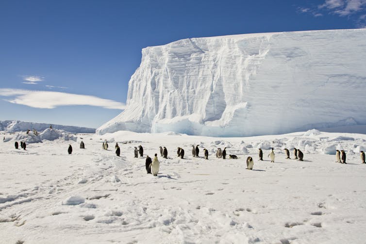 Emperor penguins on East Antarctic Ice Sheet