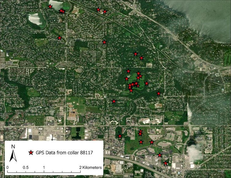 Map of the west side of Madison, Wisconsin, with stars indicating places a coyote stopped