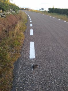 Ave atropellada en el arcén de una carretera.