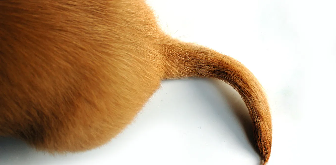 Why Do Animals Have Tails Why do animals have tails