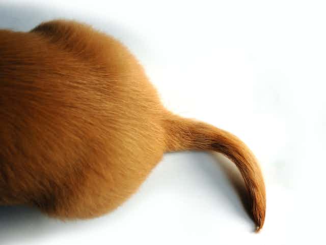 The hindquarters and tail of a furry red animal