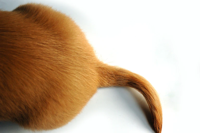 The hindquarters and tail of a furry red animal