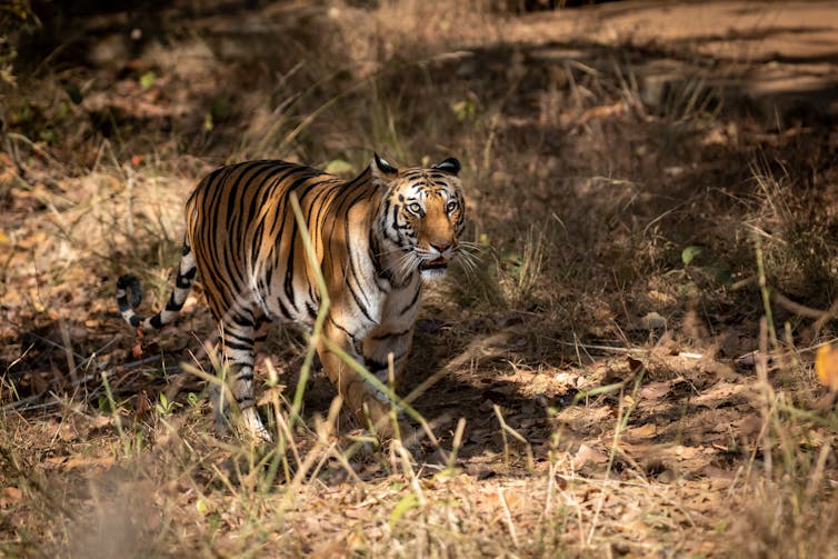 Wild royal bengal female tiger on prowl – her stripes blending her in with the vegetation around her.