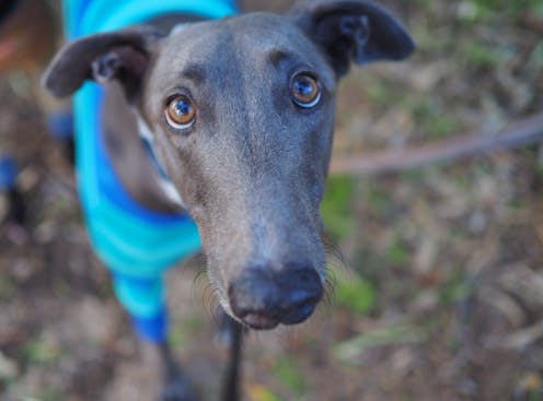 This surgical procedure to impregnate greyhounds in Australia is a major animal welfare issue